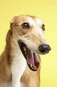 Portrait Of Pet Greyhound