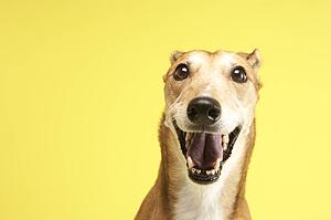 Portrait Of Pet Greyhound