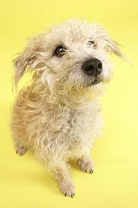 Small Mongrel Dog Sitting In Studio