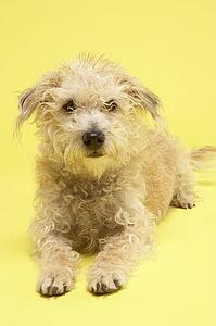 Small Mongrel Dog Sitting In Studio