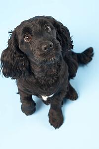 Black Spaniel Puppy In Studio