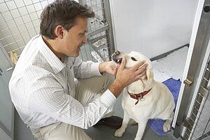 Vet Checking Dog In Pen