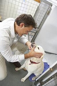Vet Checking Dog In Pen
