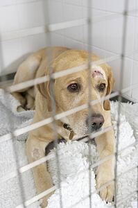 Dog Recovering In Vet's Kennels