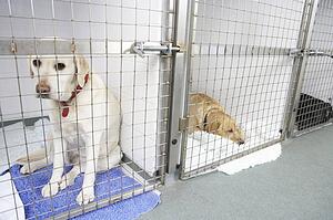 Dog Recovering In Vet's Kennels