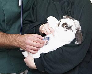 Children Taking Sick Rabbit To Vet 