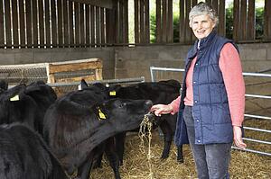 Farmer Feeding Cattle In Barn