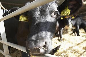 Cattle In Barn