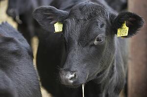 Calf In Barn