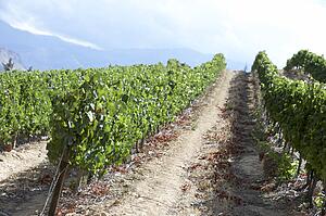 View Of South African Vineyard