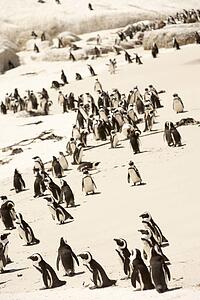 South Africa, Penguin Colony
