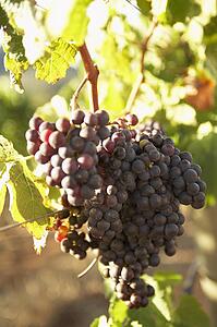 Grapes Growing In South African Vineyard