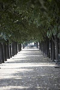 Tree Lined Boulevard, Paris, France