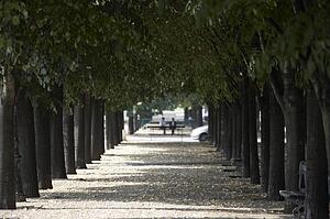 Tree Lined Boulevard, Paris, France