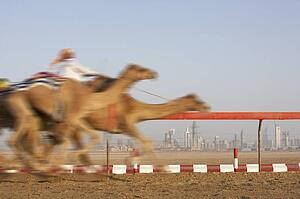 Camel Racing In Dubai