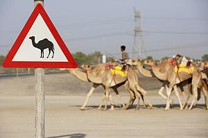 Beware Of Camel Sign In Dubai