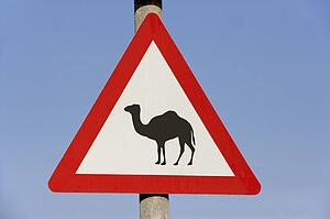 Beware Of Camel Sign In Dubai