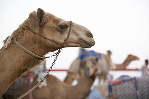 Camel Racing In Dubai