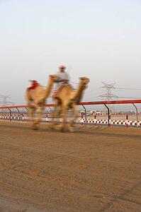 Camel Racing In Dubai