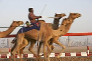 Camel Racing In Dubai