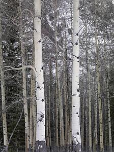 Trees; Banff, Alberta, Canada