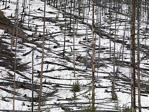 Winter forest scene; Banff, Alberta, Canada