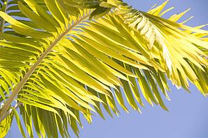 Palm branch, Maui, Hawaii, USA