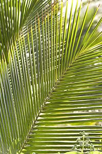 Palm leaf, Maui, Hawaii, USA