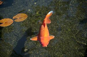 Fish; Maui, Hawaii, USA