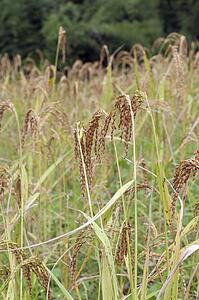 Rice stalks
