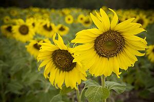 Sunflower fields
