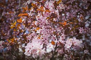 Pink cherry blossoms