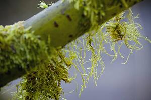 Moss on a branch