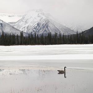 Winter landscape, Banff National Park, Alberta, Canada
