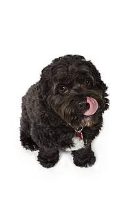 Black Bichon-Cocker Spaniel cross dog