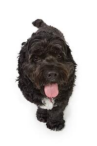 Black Bichon-Cocker Spaniel cross dog
