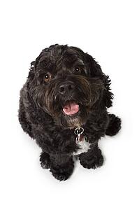 Bichon-Cocker Spaniel dog
