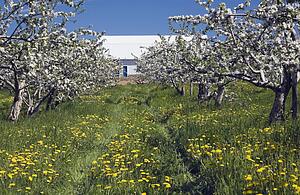 Apple tree orchard and barn at spring time, Sainte-Famille, Île-d'Orleans, Quebec, Canada