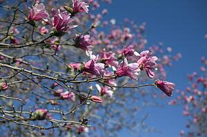Flowering Loebner Magnolia tree