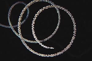 Wire Coral, Fiji