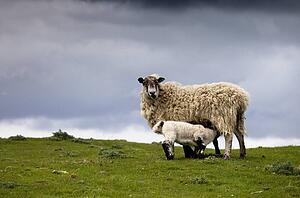 Sheep; Northumberland, England