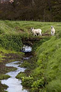 Sheep crossing a small bridge, Northumberland, England