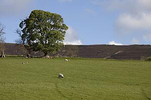 Sheep grazing in a field; Northumberland, England