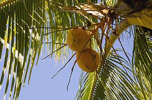 Yellow coconuts on a palm tree