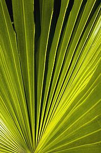 Palm fronds