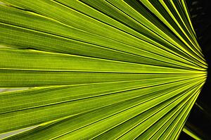 Palm fronds