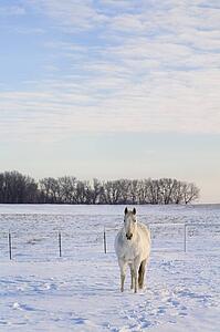 White horse standing in snowy field