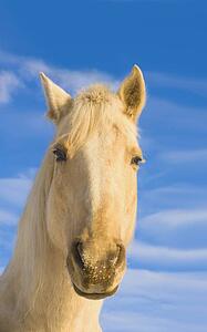 White horse; Minnesota, USA