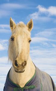 Horse with a blanket