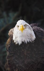 Portrait of bald eagle (Haliaeetus leucocephalus); Minnesota, USA